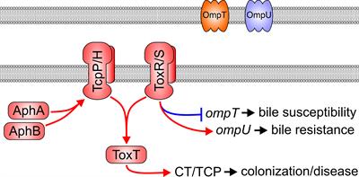 Vibrio cholerae RND efflux systems: mediators of stress responses, colonization and pathogenesis